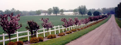 Strands Arabians Driveway