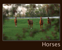 Horse Photos